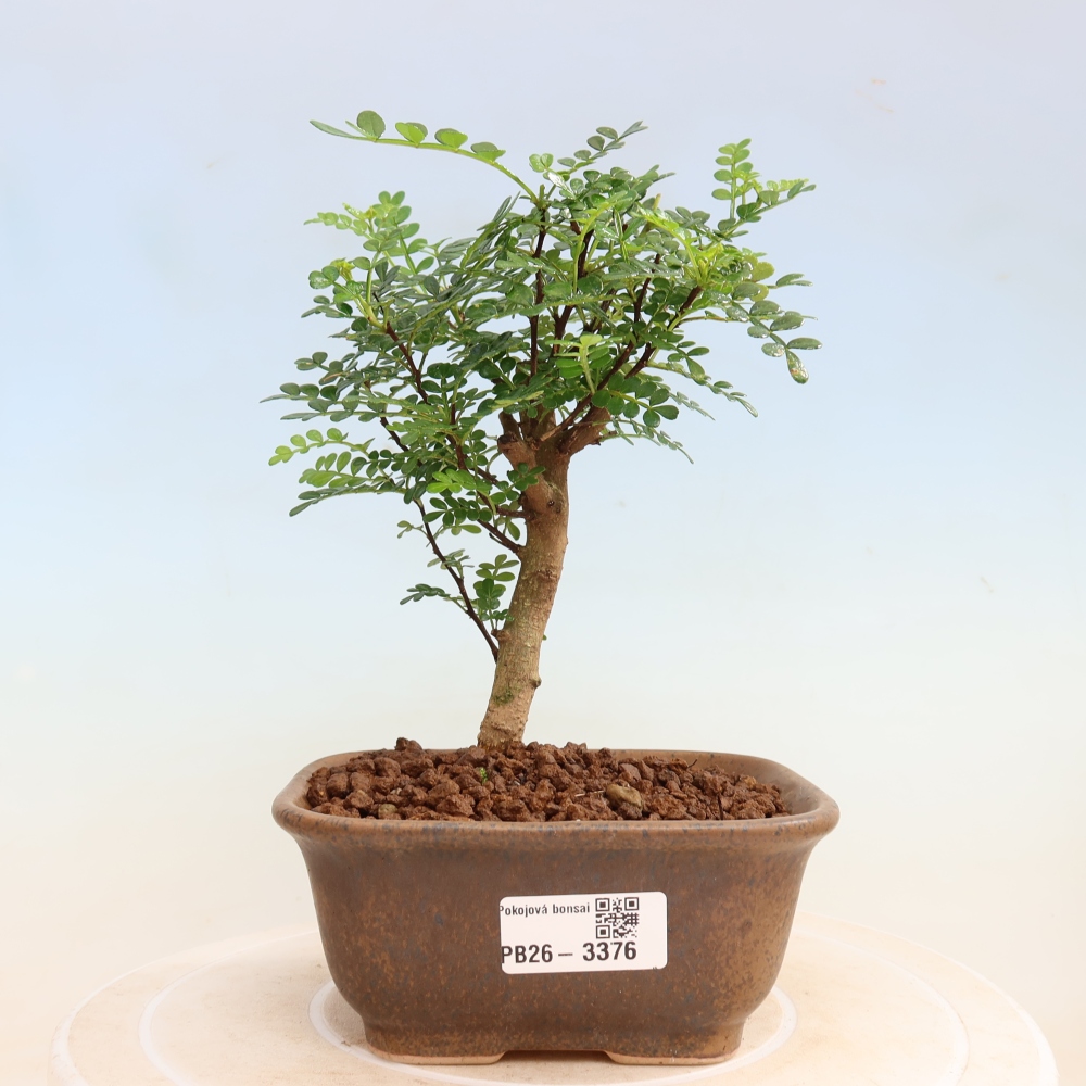 Szobai bonsai - Zantoxylum piperitum - borsfa