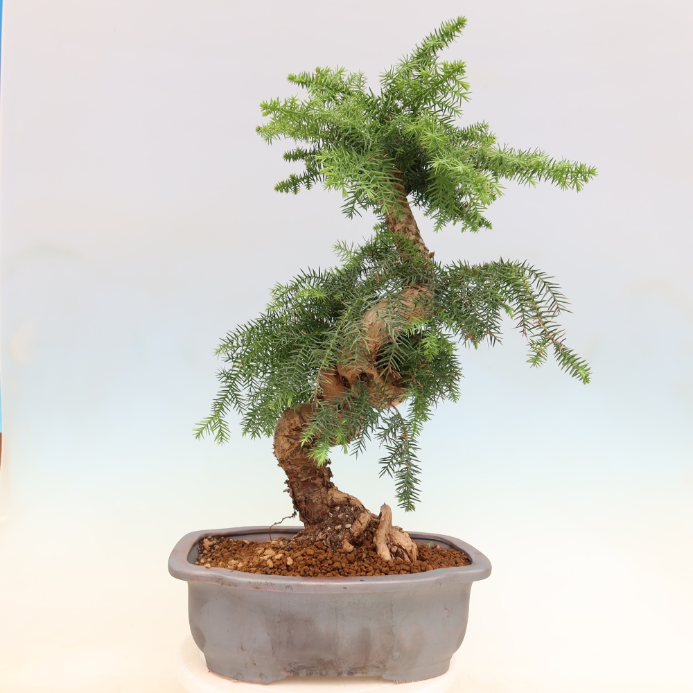Szobai bonsai - Araucaria - szobai lucfenyő