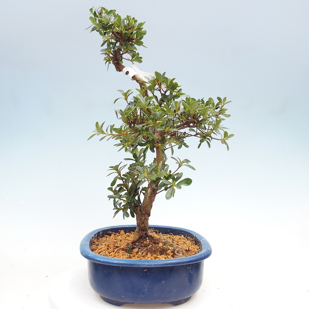 Kültéri bonsai - Japán azálea - Azálea Asahi-no-izumi