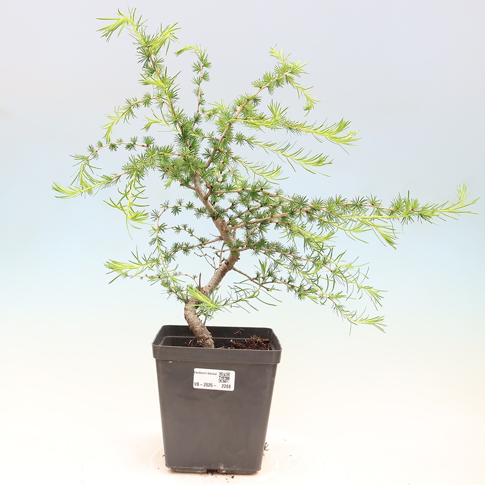Kültéri bonsai - Larix decidua - vörösfenyő