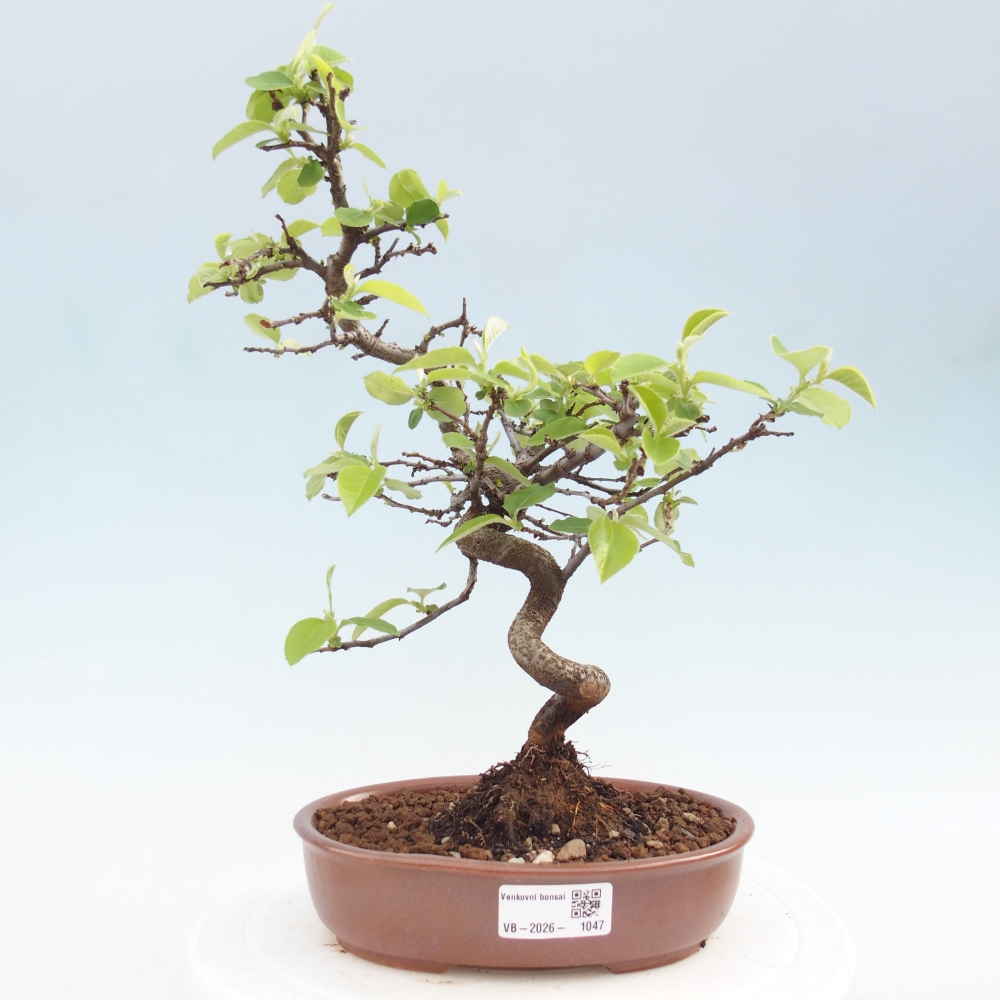 Kültéri bonsai - Chaneomeles chinensis