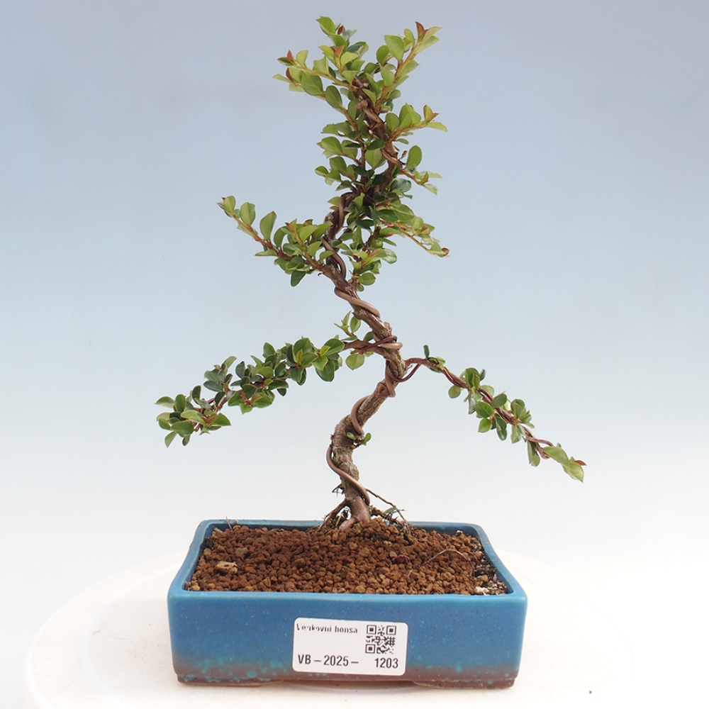 Kültéri bonsai - Cotoneaster horizontalis - Rocky Mountain