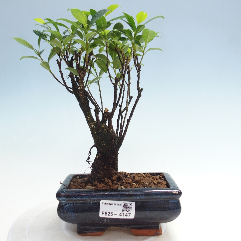 Szobai bonsai - Ficus retusa - kislevelű fikusz