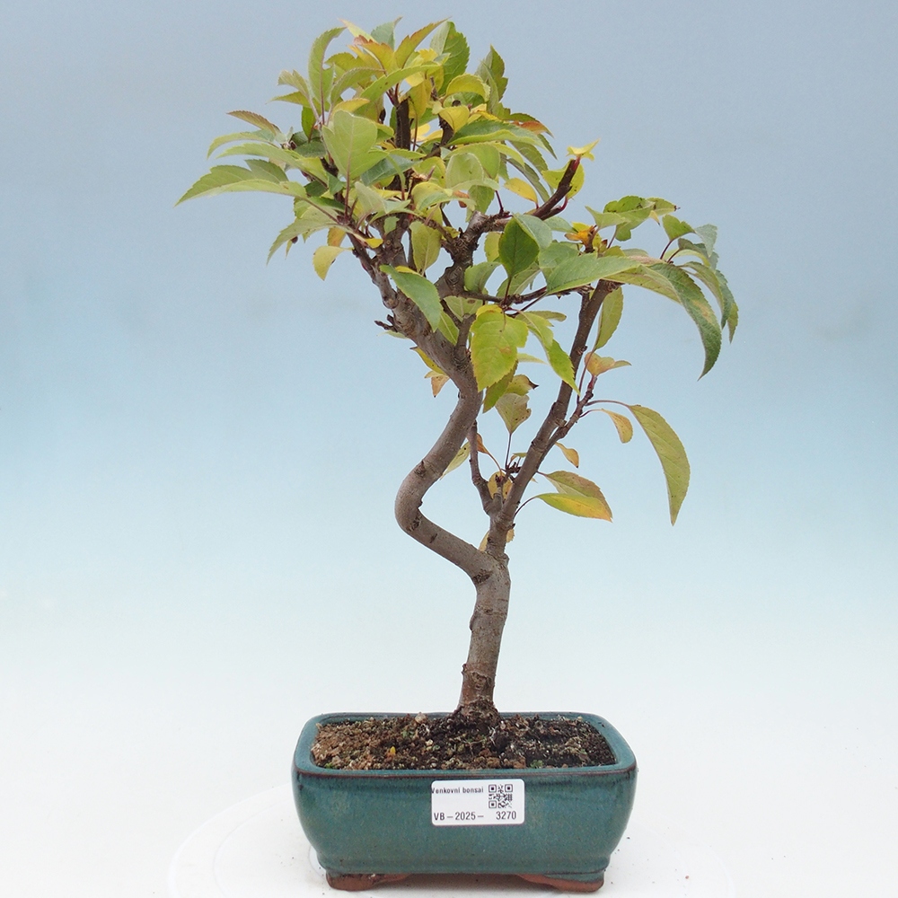 Kültéri bonsai -Malus halliana - Kis gyümölcsű almafa