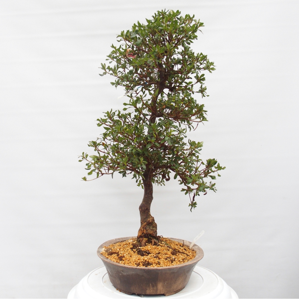 Kültéri bonsai - Japán azálea - Azalea Kisshoten