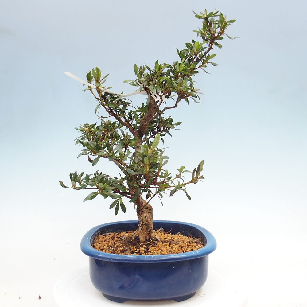 Kültéri bonsai - japán azálea - Azálea CHIHIRO