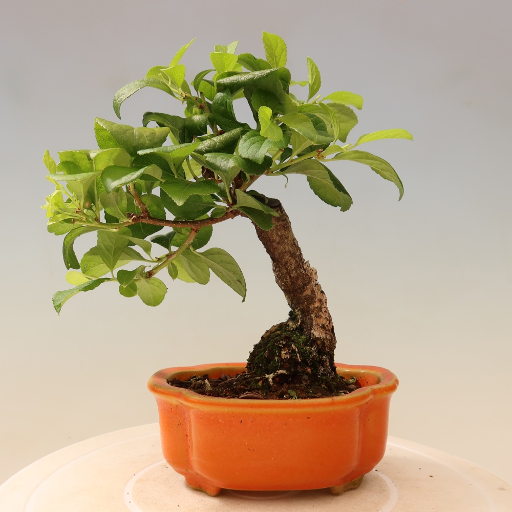 Kültéri bonsai - Celastrus orbiculatus