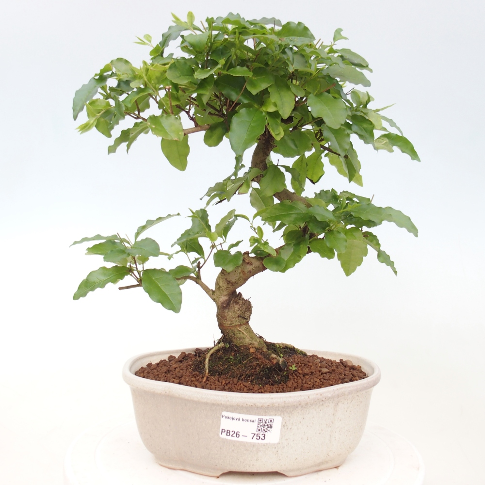Szobai bonsai -Ligustrum chinensis - Madárcsőr