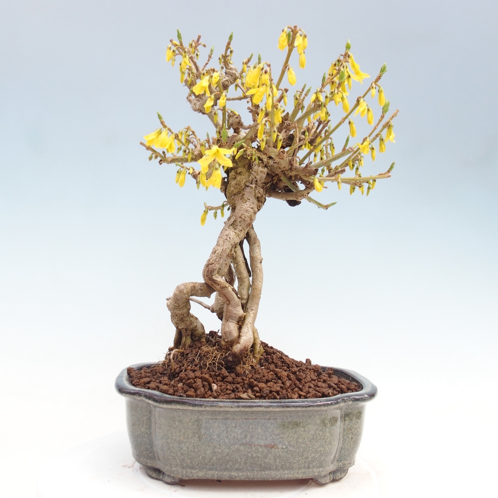 Kültéri bonsai - Zlatice - Forsythia koreana
