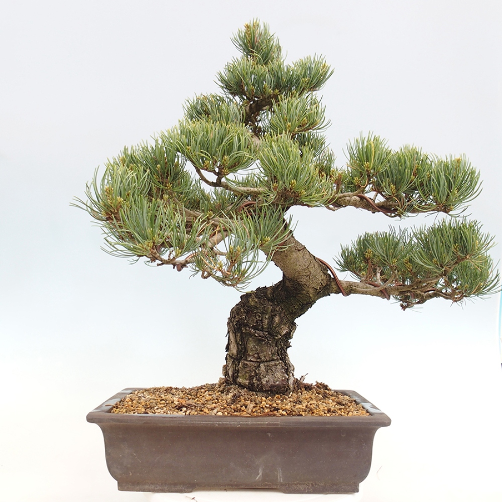 Kültéri bonsai - Pinus parviflora - Pinus parviflora