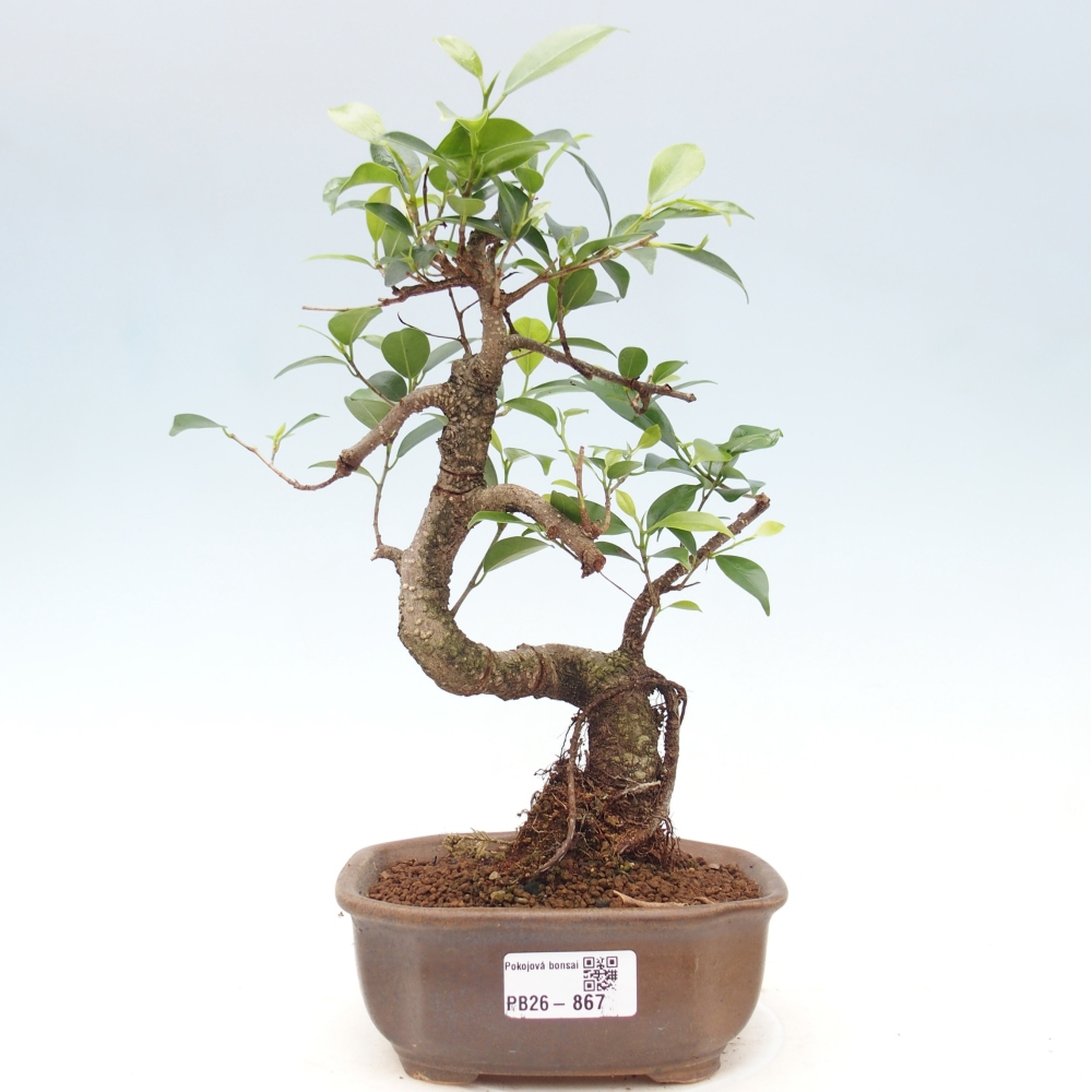 Szobai bonsai - Ficus retusa - kislevelű fikusz