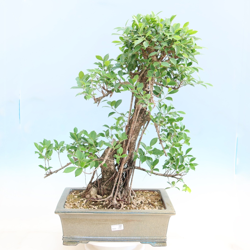 Szobai bonsai - Ficus kimmen - kislevelű fikusz