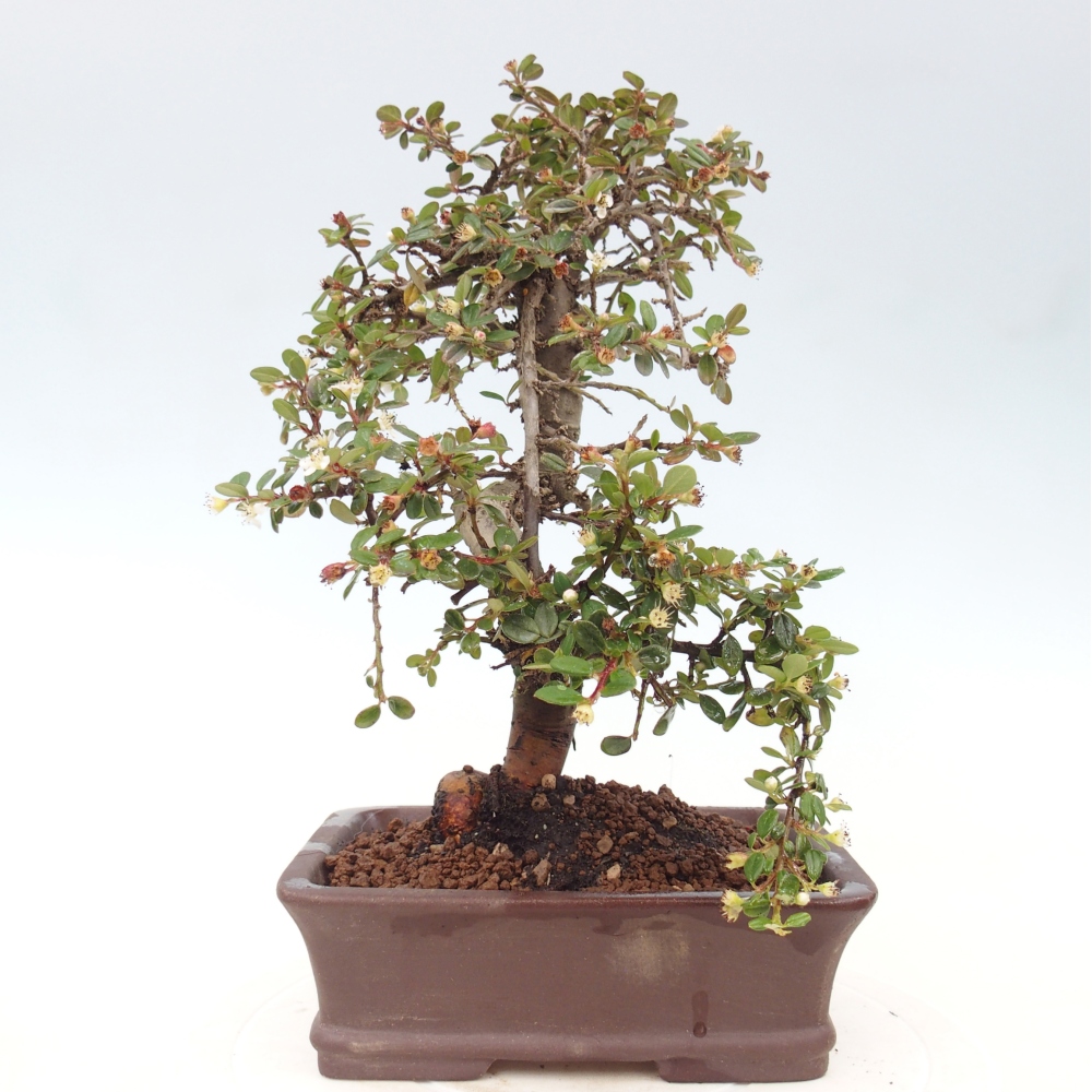 Kültéri bonsai-Cotoneaster dammeri - Damer's Rock