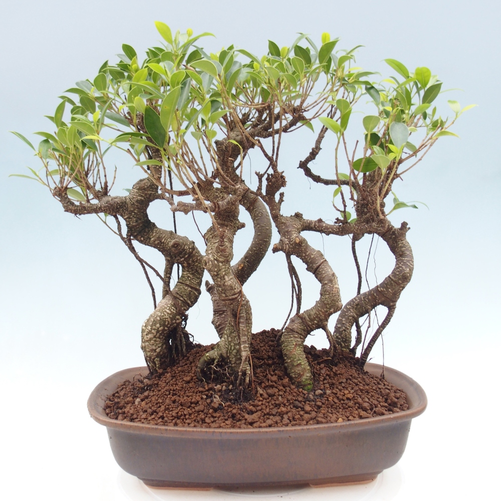 Szobai bonsai - Ficus kimmen - kislevelű fikusz