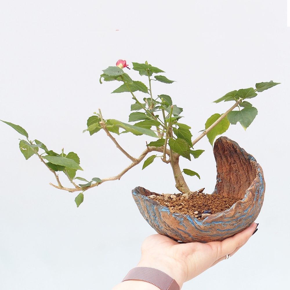 Beltéri bonsai - Malvaviscus arboreus