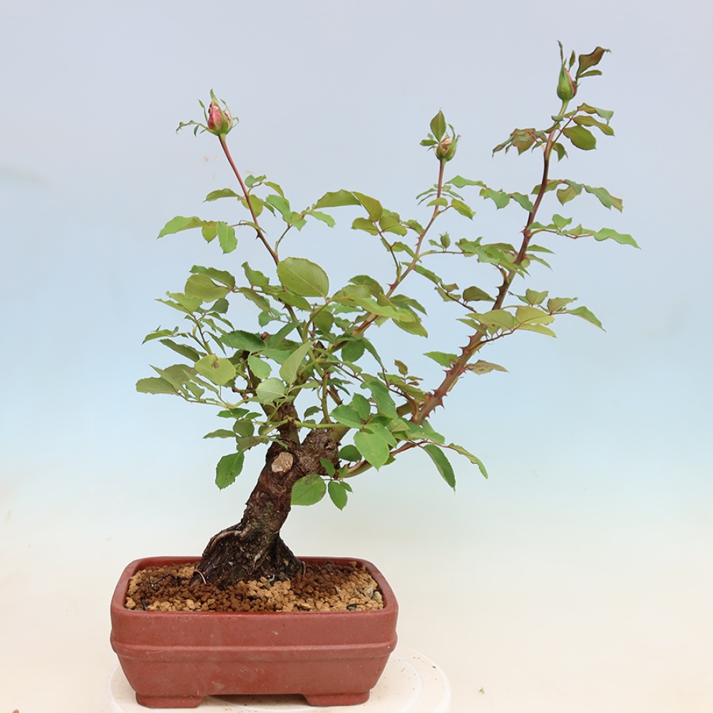 Kültéri bonsai - Rosa Kordes - rózsa