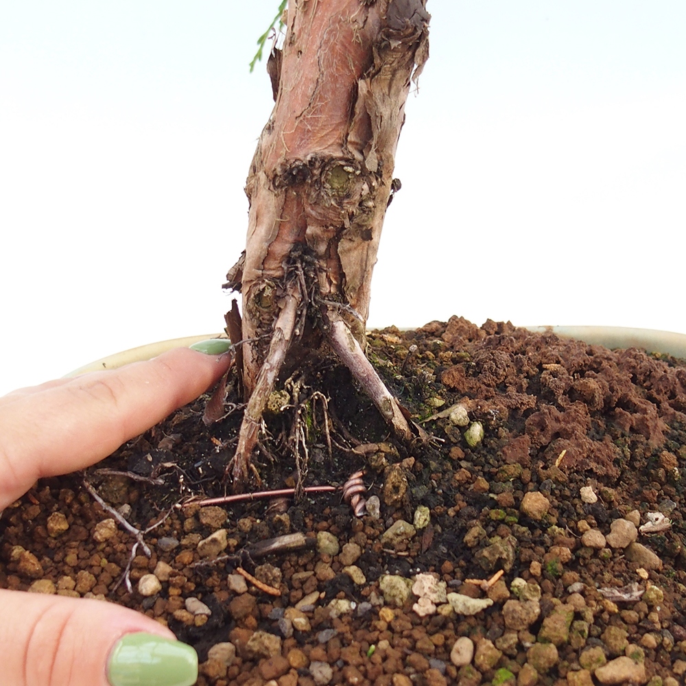 Kültéri bonsai - Juniperus chinensis Kishu