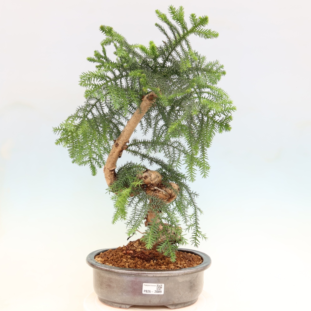 Szobai bonsai - Araucaria - szobai lucfenyő