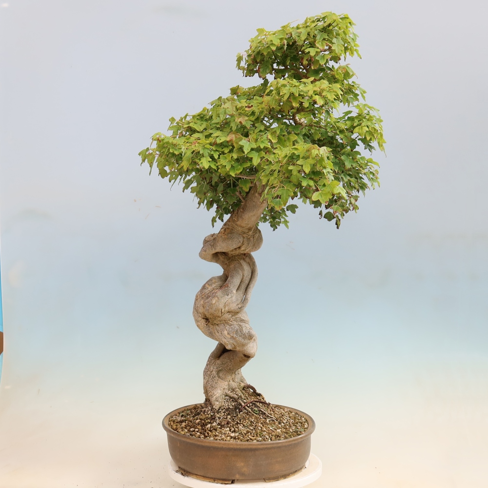 Kültéri bonsai - Acer Buergerianum - Burger juhar