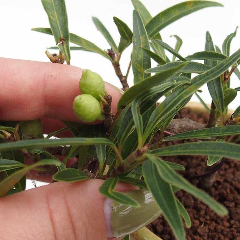 Szobai bonsai - Ficus nerifolia - kislevelű fikusz