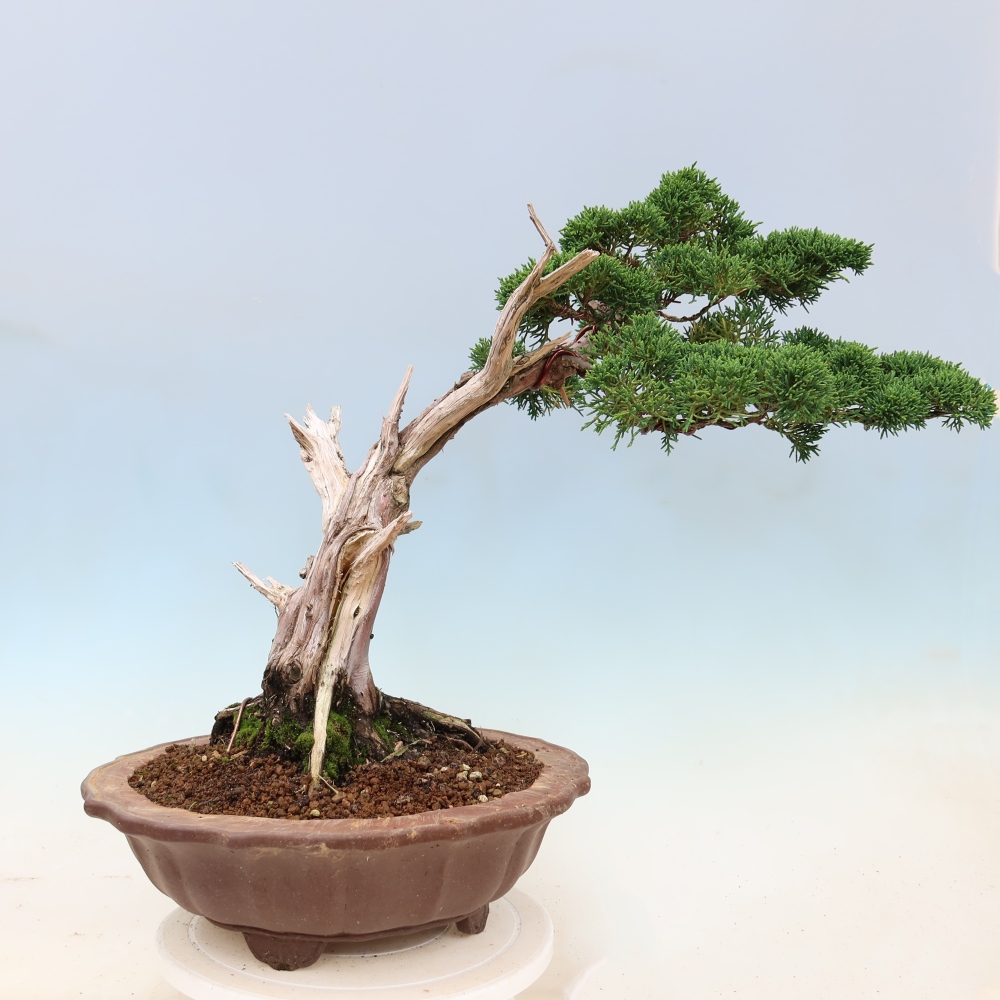 Kültéri bonsai - Juniperus chinensis Kishu