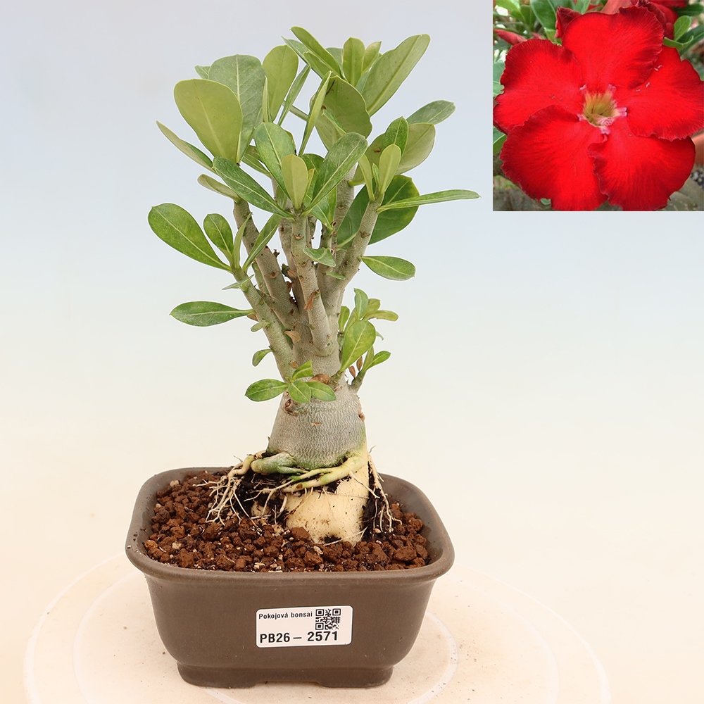 Szobabonsai – Adenium obesum Red Star – Sivatagi rózsa