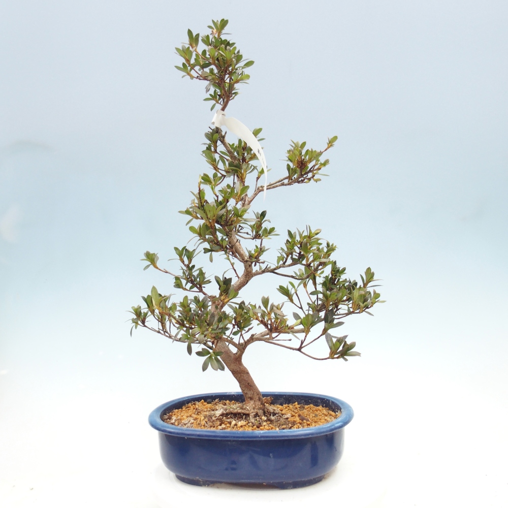 Kültéri bonsai - Japán azálea - Azálea Yoko