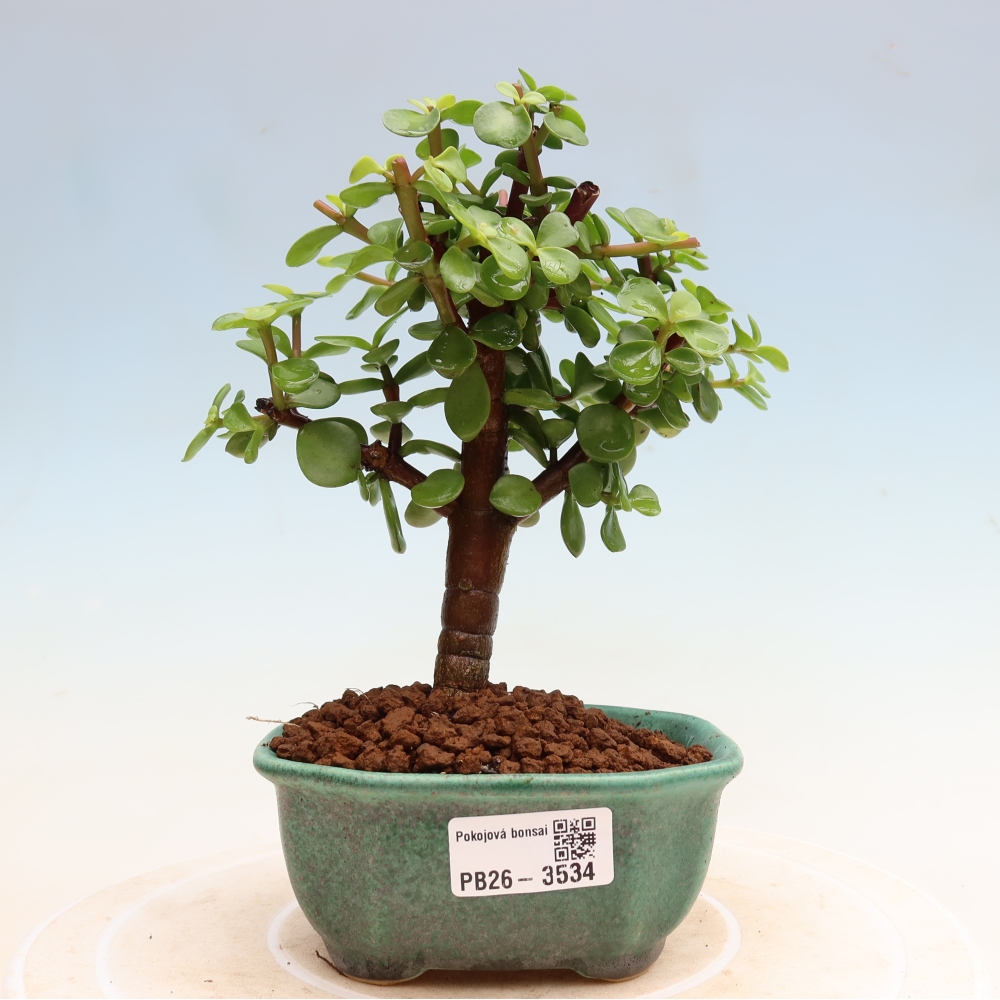 Szoba bonsai - Portulakaria Afra - Tlustice