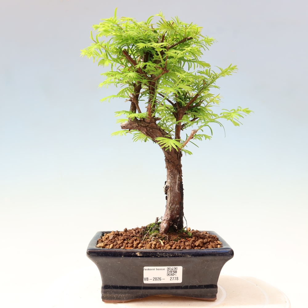 Kültéri bonsai - Metasequoia glyptostroboides - Kínai metasequoia