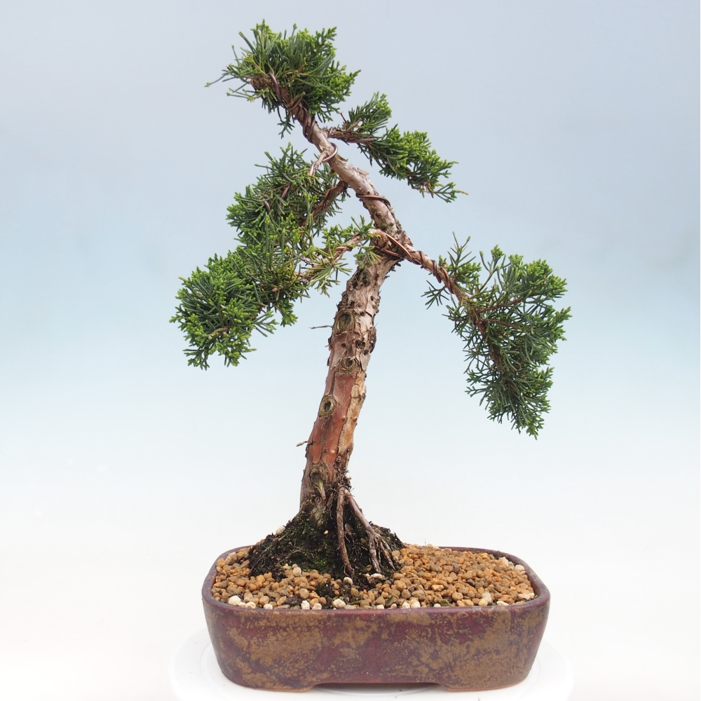 Kültéri bonsai - Juniperus chinensis Kishu