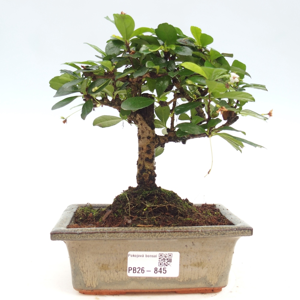 Szobai bonsai - Carmona macrophylla - Tea fuki