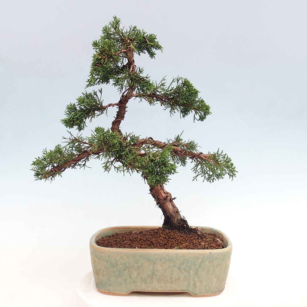 Kültéri bonsai - Juniperus chinensis Kishu