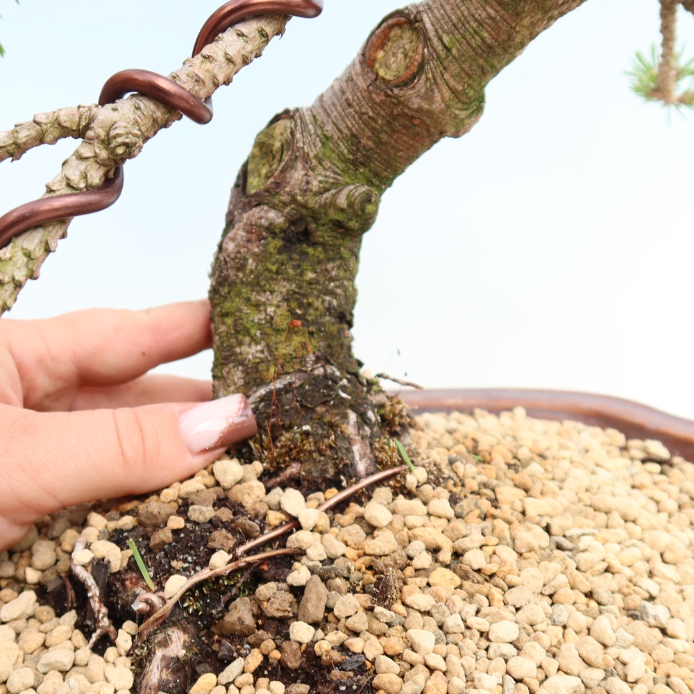 Kültéri bonsai – Pinus mugo Humpy – Törpefenyő