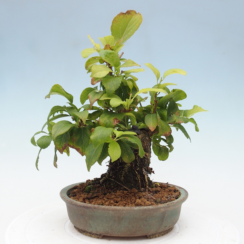 Kültéri bonsai - Celastrus orbiculatus