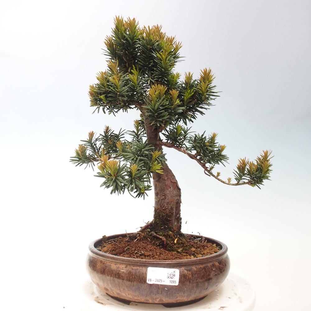 Kültéri bonsai - Taxus cuspidata - japán tiszafa