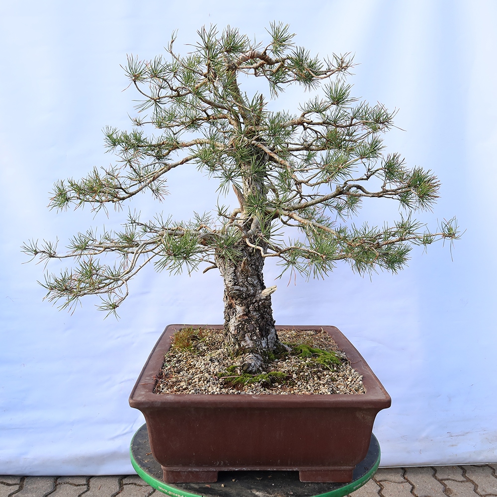 Pinus sylvestris Spanyolország – erdei fenyő