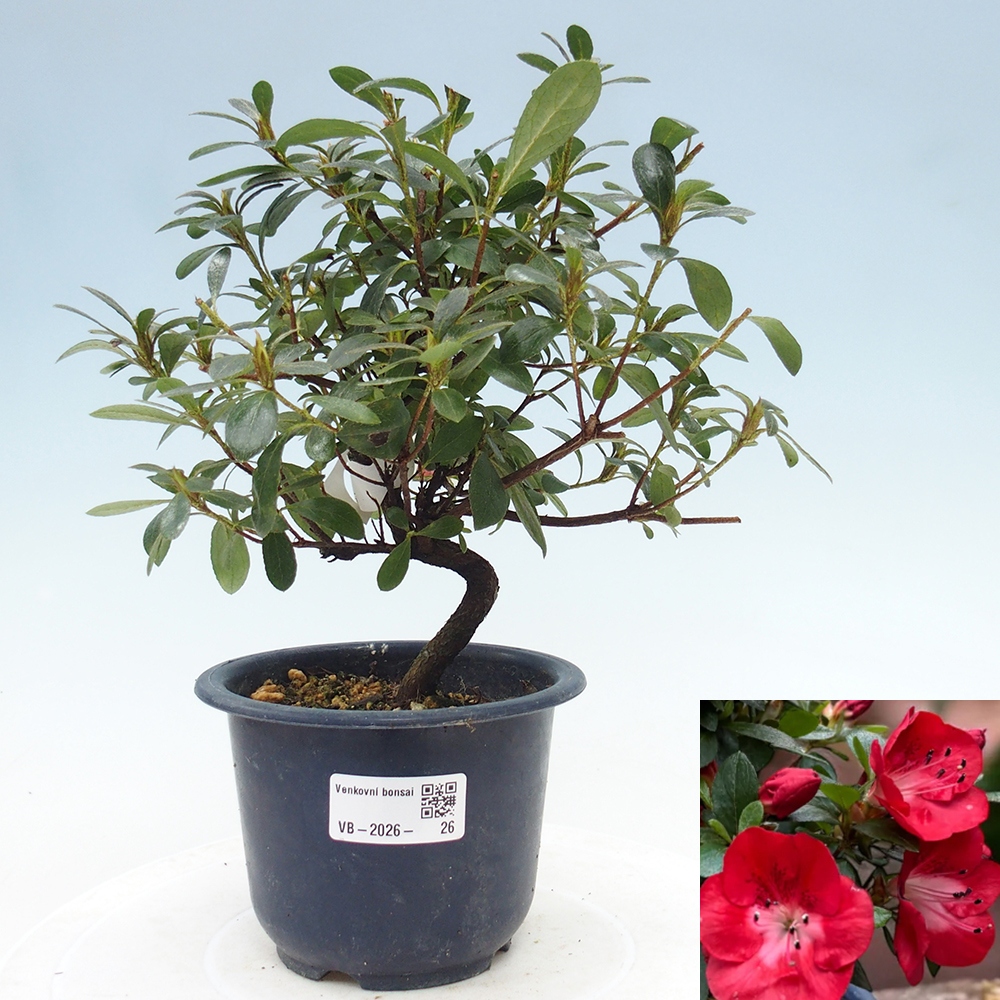 Kültéri bonsai - Japán azálea - Azalea Benibeni