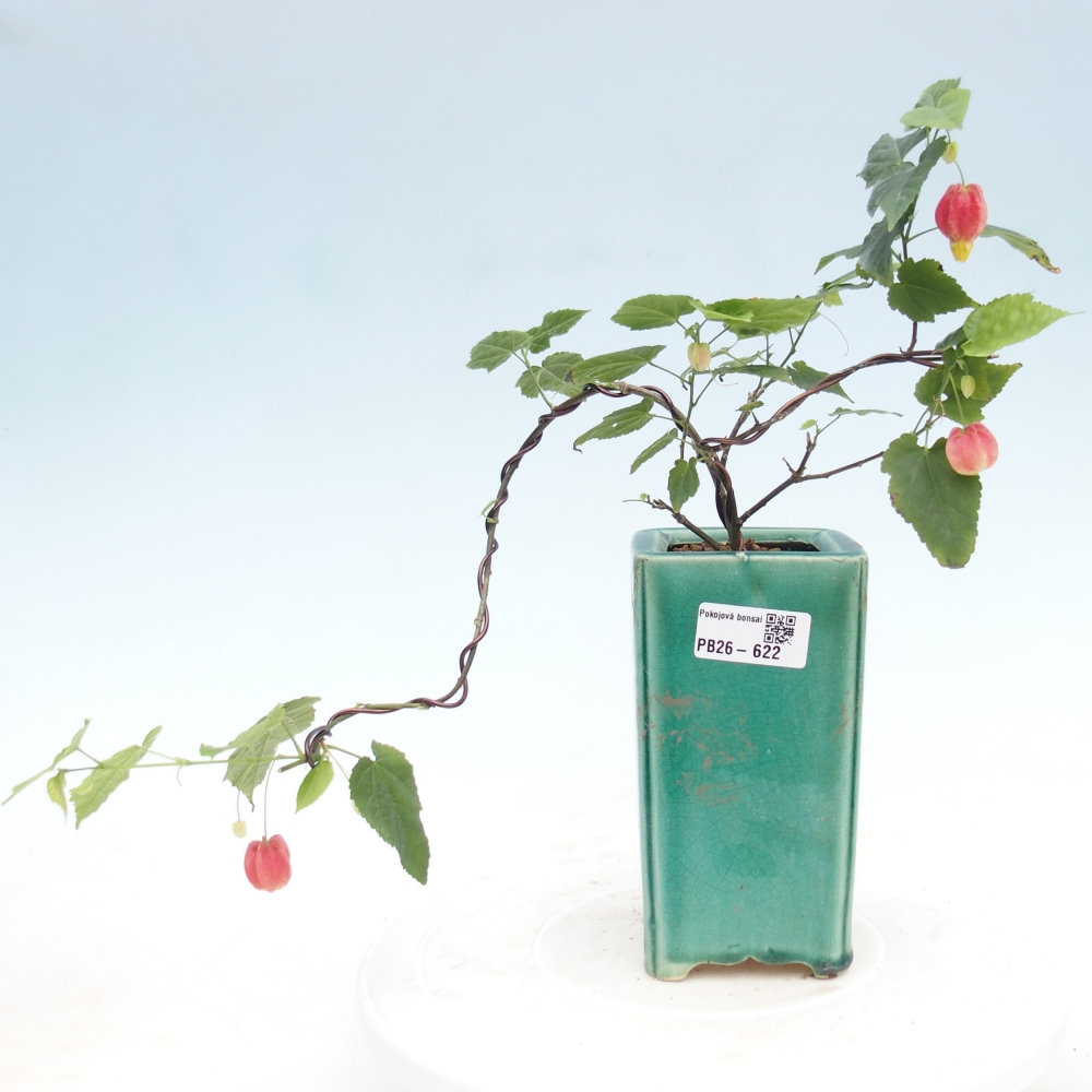 Beltéri bonsai - Abutilon Big Bell - Felhőbogyó