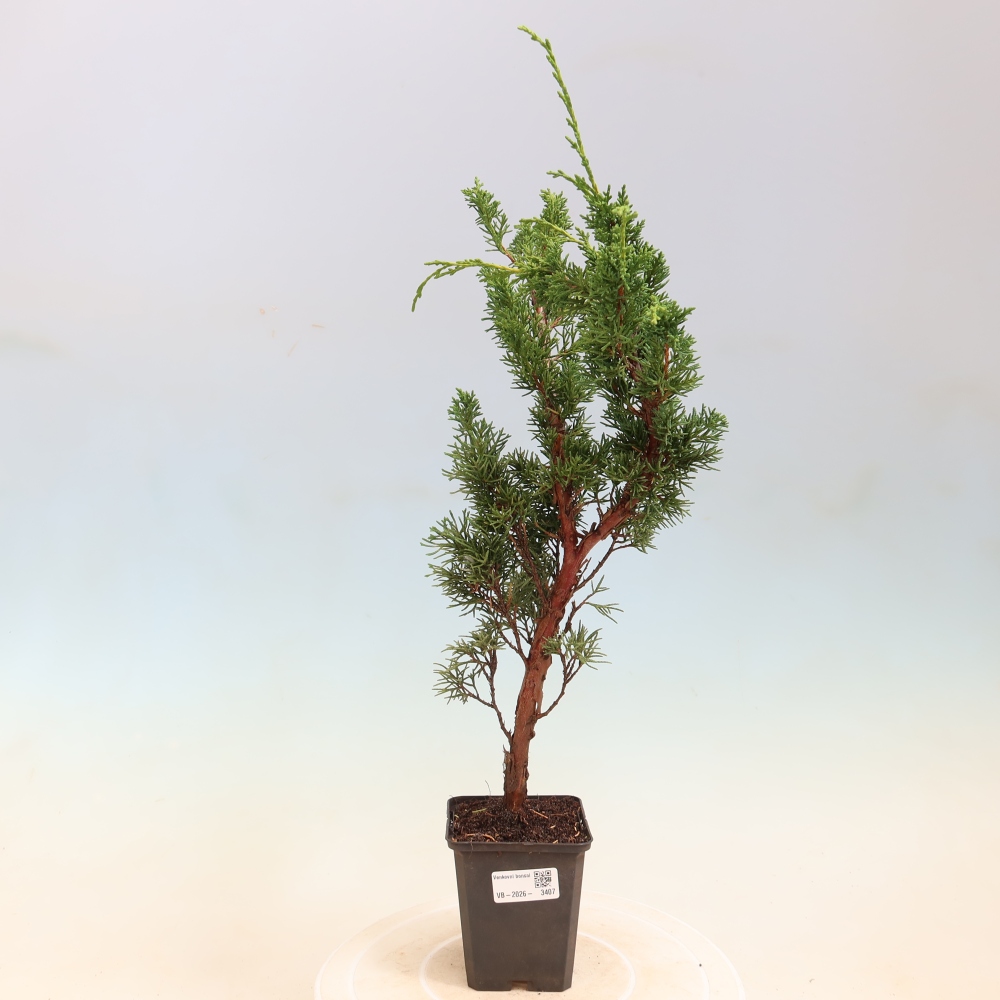 Kültéri bonsai - Juniperus chinensis Kishu