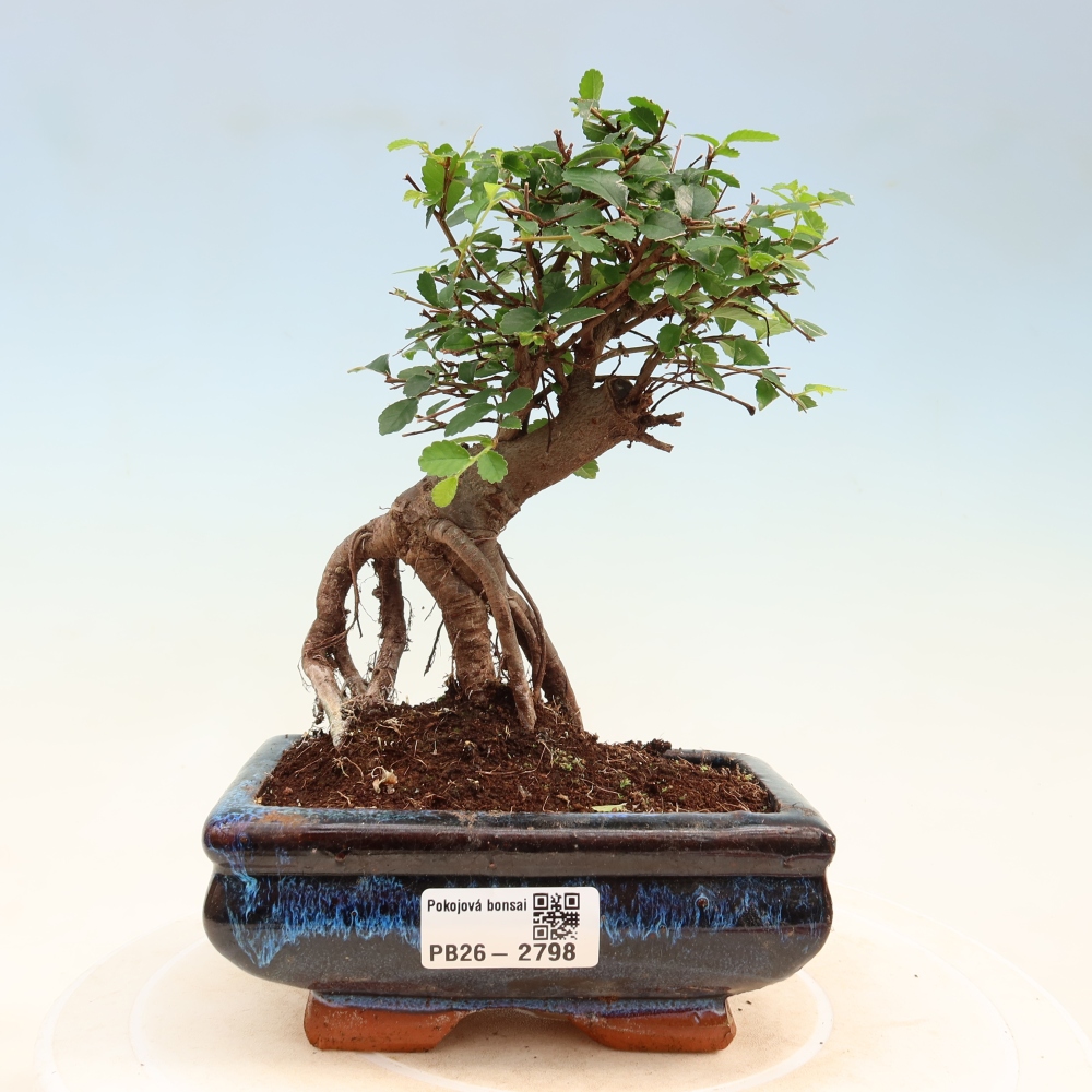 Szobai bonsai - Ulmus parvifolia - Kislevelű szilfa