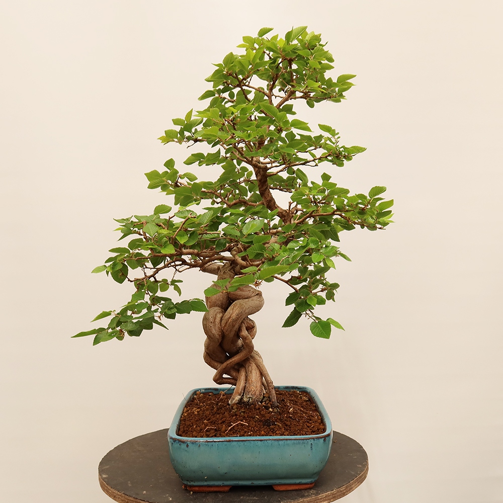 Kültéri bonsai -Carpinus Coreana - Koreai gyertyánfa