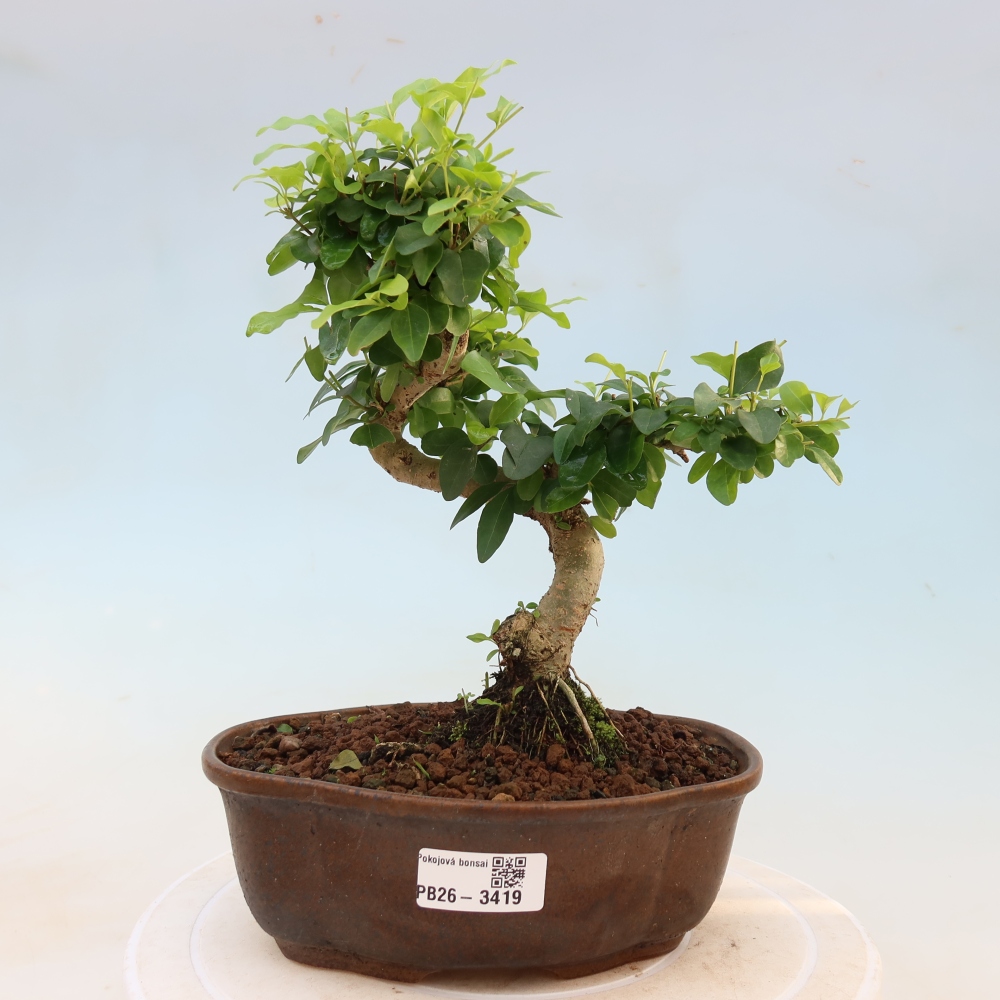 Szobai bonsai -Ligustrum chinensis - Madárcsőr