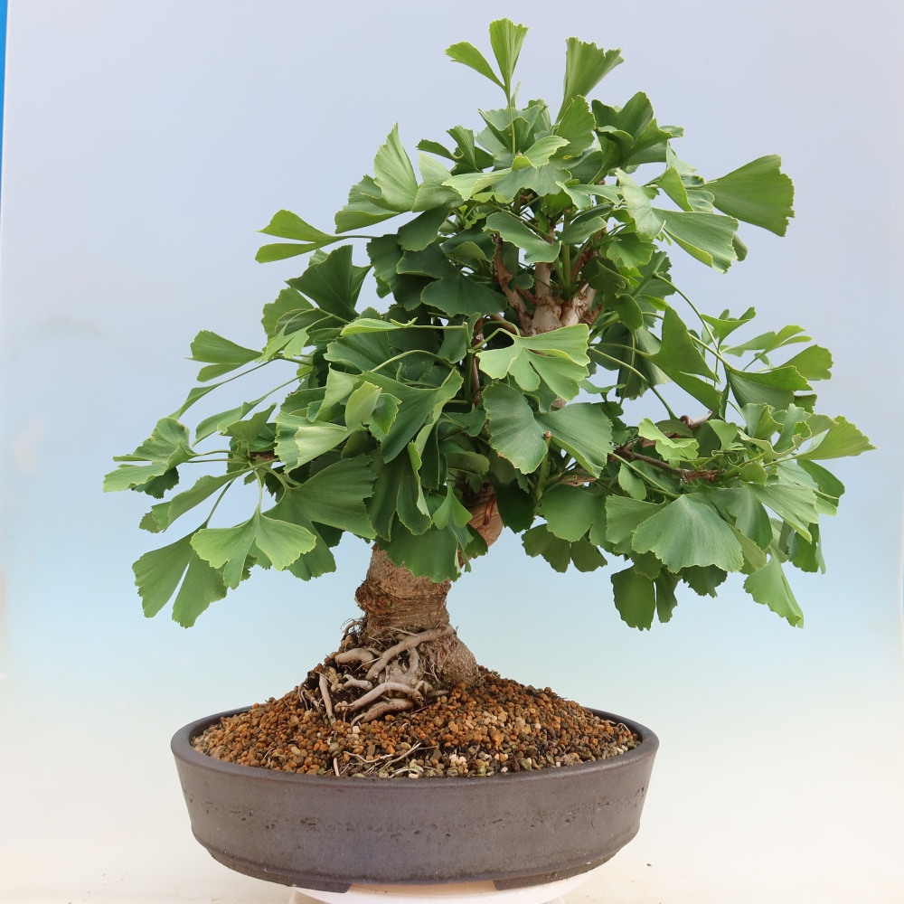 Kültéri bonsai - Ginkgo biloba - Ginkgo biloba