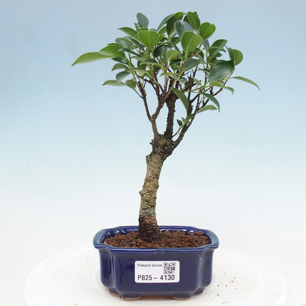 Szoba bonsai Ficus retusa kimmen