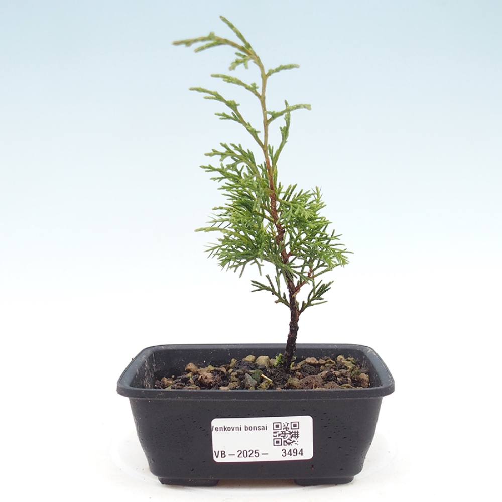 Kültéri bonsai - Juniperus chinensis Itoigawa
