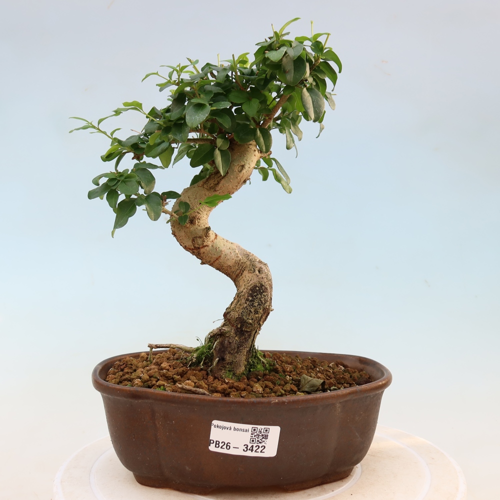 Szobai bonsai -Ligustrum chinensis - Madárcsőr