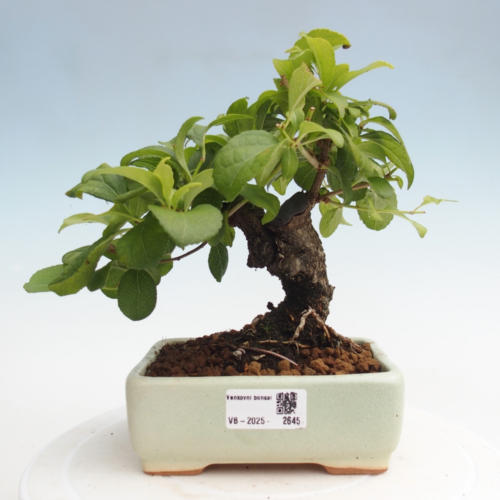 Kültéri bonsai - Celastrus orbiculatus