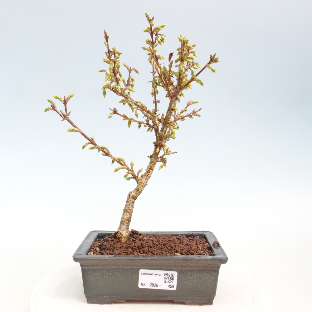 Kültéri bonsai - Zlatice - Forsythia intermedia