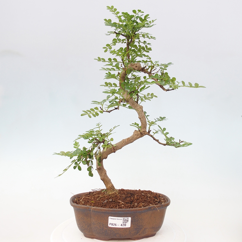 Szobai bonsai - Zantoxylum piperitum - borsfa