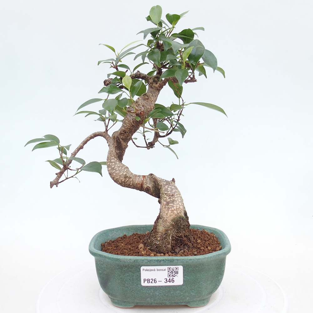 Szobai bonsai - Ficus retusa - kislevelű fikusz